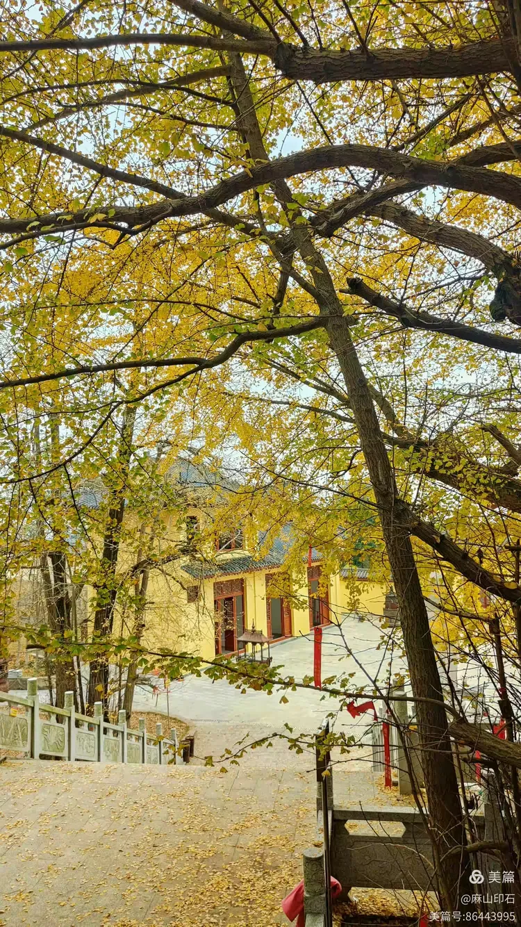 弥陀古寺赏银杏